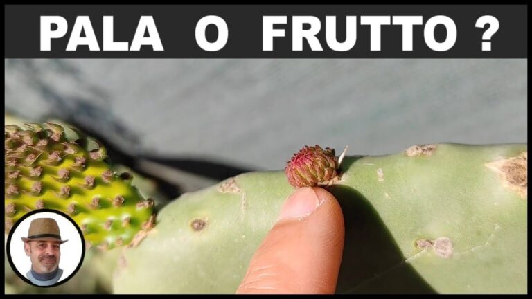 La deliziosa sfida: alla scoperta della frutta che inizia con la lettera D!