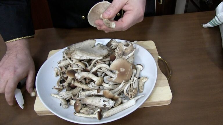 Segreti per conservare i funghi cotti: dalla tavola al ripiano, ecco come